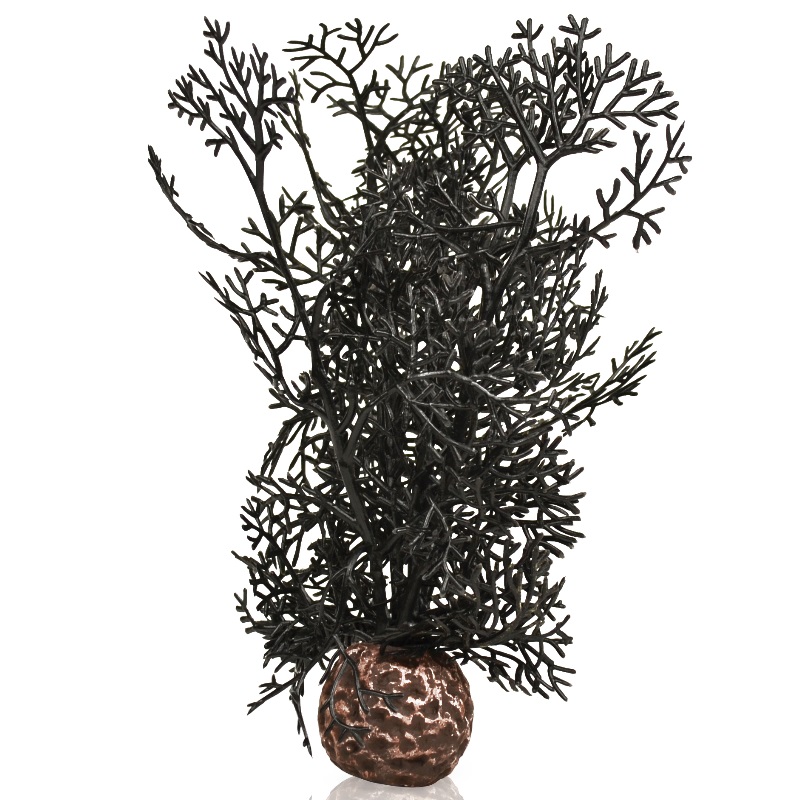 Черный веер, Sea fan small black