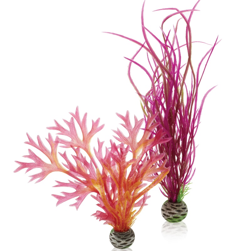 Набор "Красный и розовый", Plant set medium red-pink