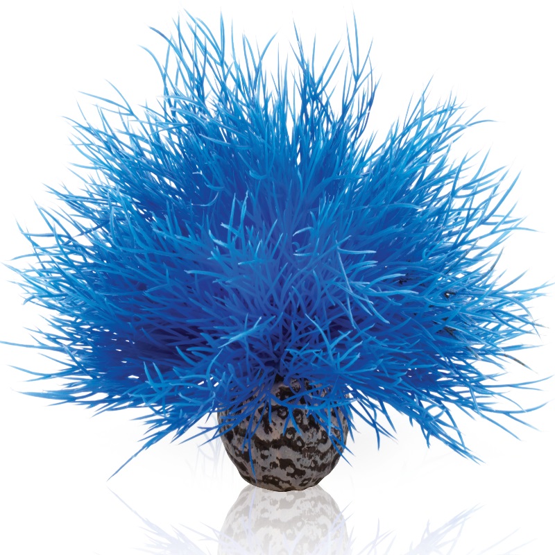 Синяя морская лилия, Aquatic sea lily blue