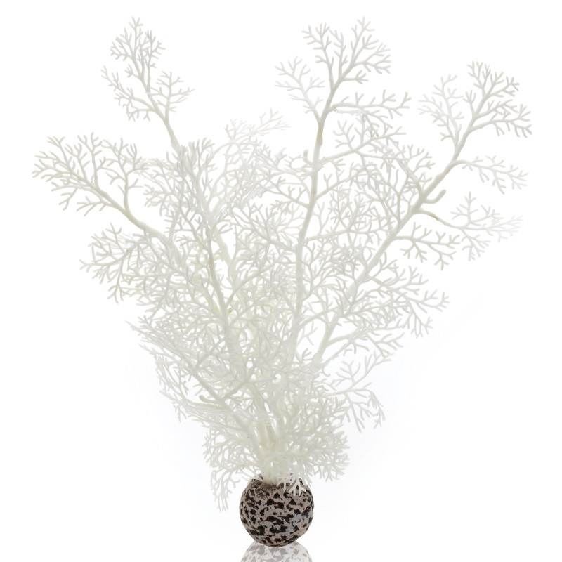 Белый веер, Sea fan medium white