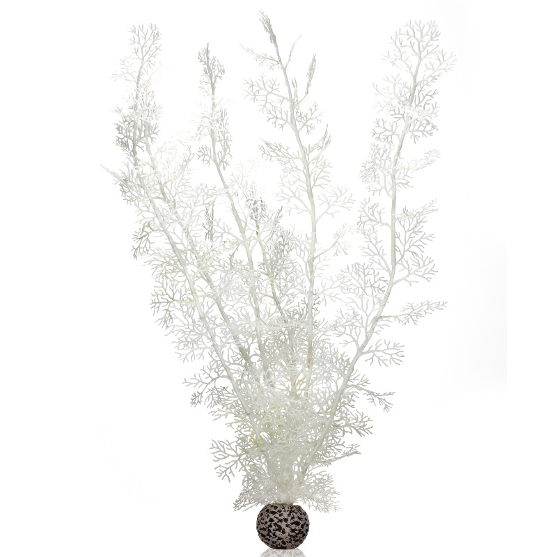 Белый веер, Sea fan extra large white