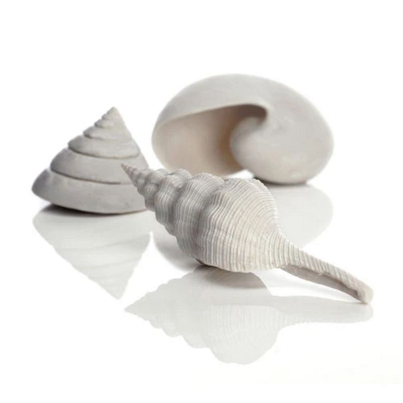 Набор белых морских ракушек, Sea shell set 3 white