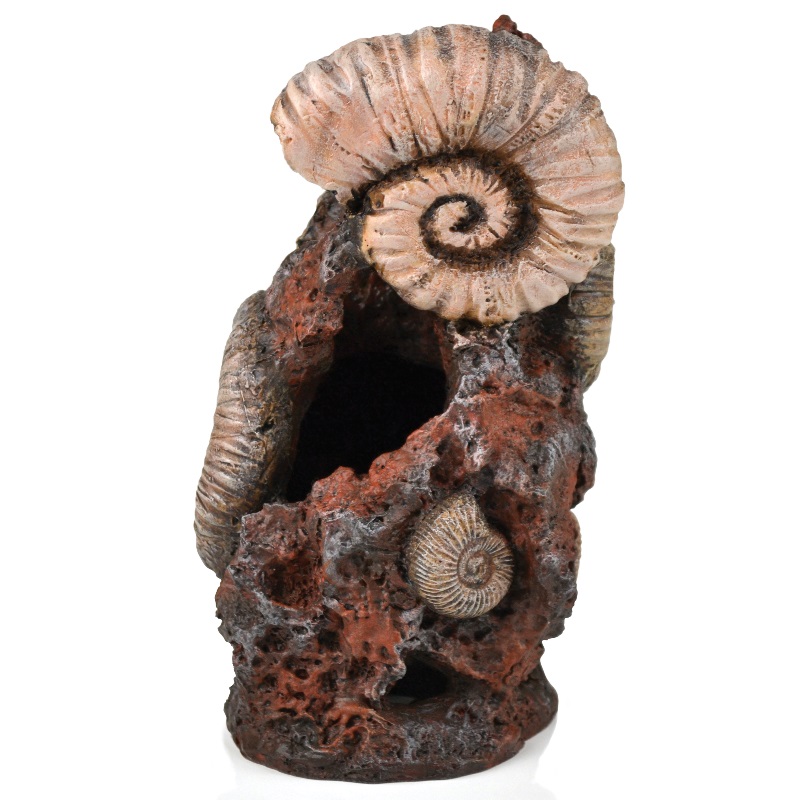 Декоративный элемент Старая раковина, Ornament ancient conch