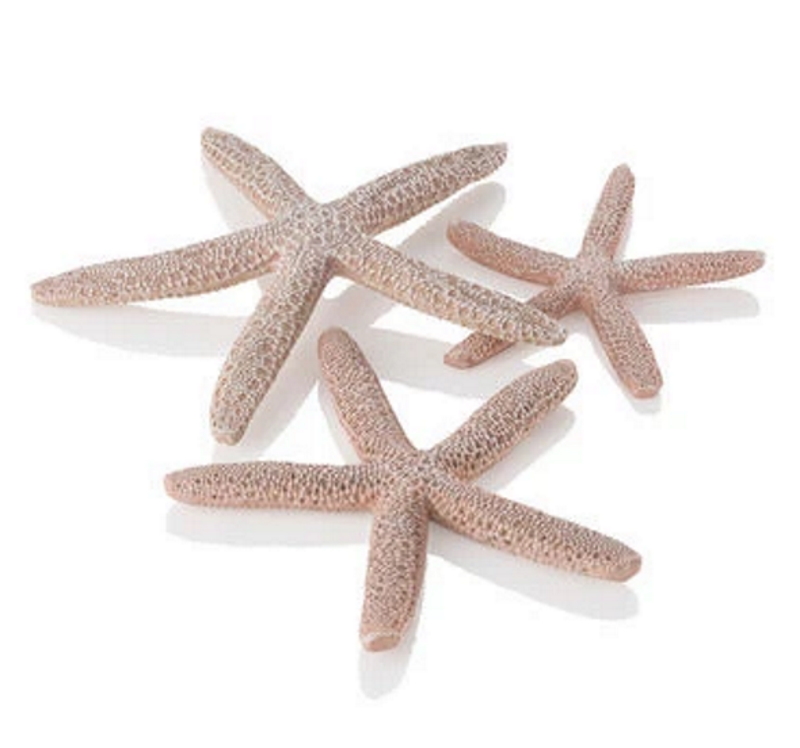 Набор бежевых морских звезд, Starfish set 3 natural