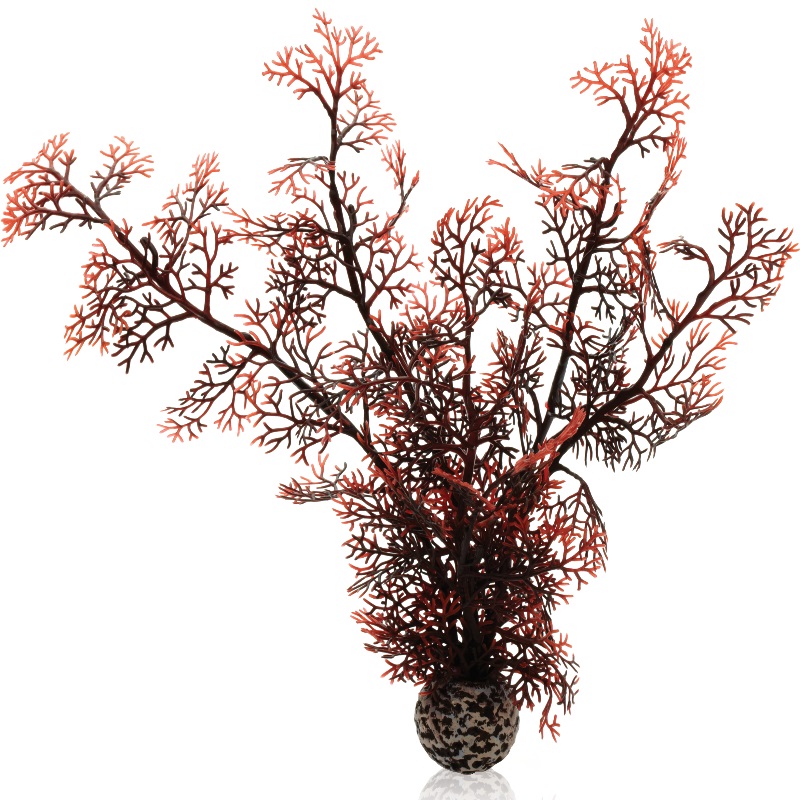 Малиновый веер, Sea fan medium crimson