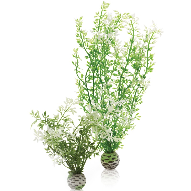 Набор "Зимний цветок" Aquatic winter flower set 2