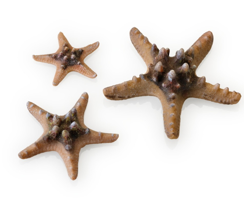 Набор бежевых морских звезд, Sea Star set 3 natural