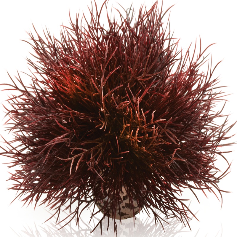 Малиновая морская лилия, Aquatic sea lily crimson