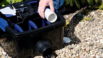 Запуск стартовых бактерий.